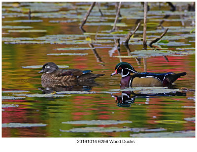 20161014 6256 Wood Ducks.jpg