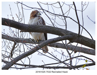 20161025 7532 Red-tailed Hawk.jpg
