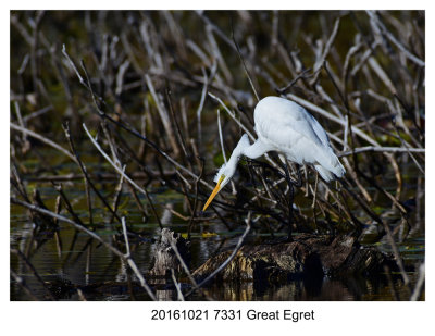 20161021 7331 Great Egret.jpg