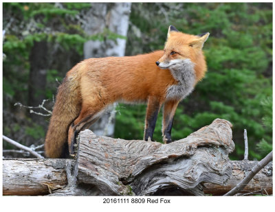 20161111 8809 Red Fox.jpg