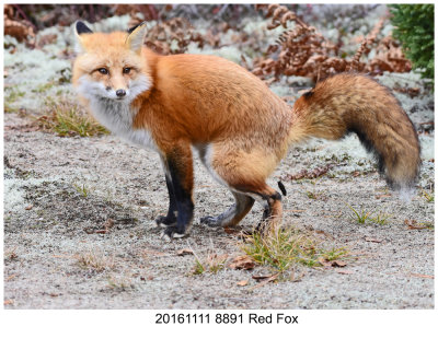 20161111 8891 Red Fox.jpg