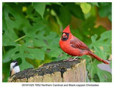 20161025 7652 N Cardinal and B-capped Chickadee.jpg