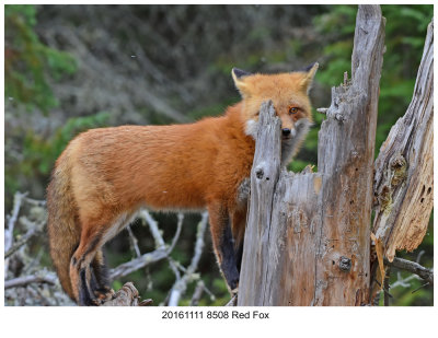 20161111 8508 Red Fox.jpg