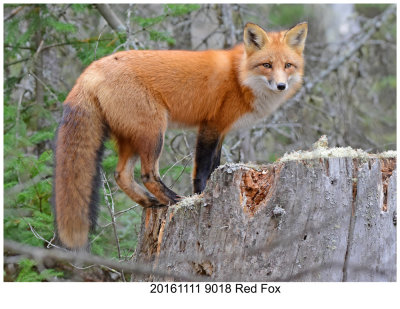 20161111 9018 Red Fox.jpg