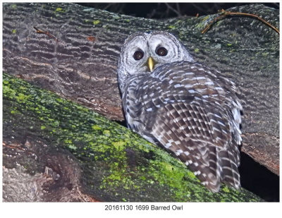 20161130 1699 Barred Owl.jpg