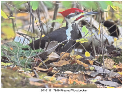 20161111 7949 Pileated Woodpecker r1.jpg