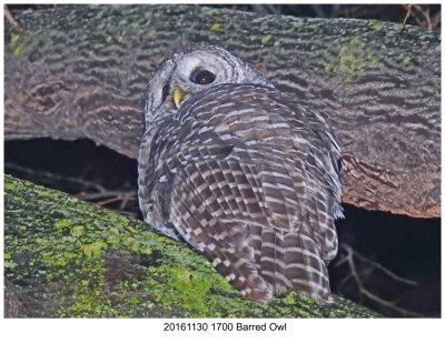 20161130 1700 Barred Owl r1.jpg