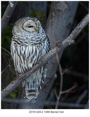 20161228-2 1088 Barred Owl.jpg