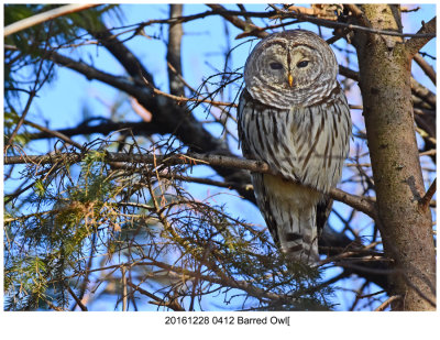 20161228 0412 Barred Owl.jpg