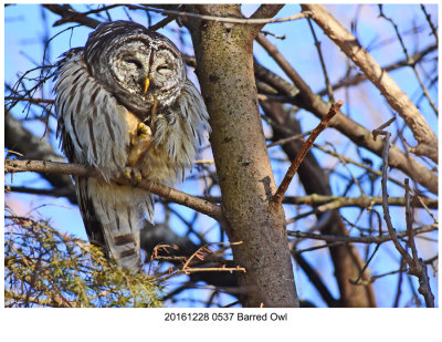 20161228 0537 Barred Owl.jpg