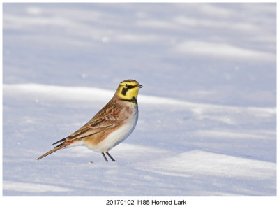 20170102 1185 Horned Lark.jpg