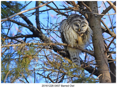 20161228 0457 Barred Owl.jpg