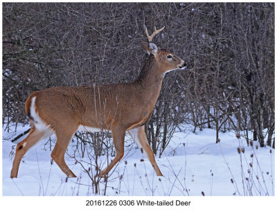 20161226 0306 White-tailed Deer.jpg