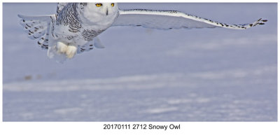 20170111 2712 Snowy Owl.jpg