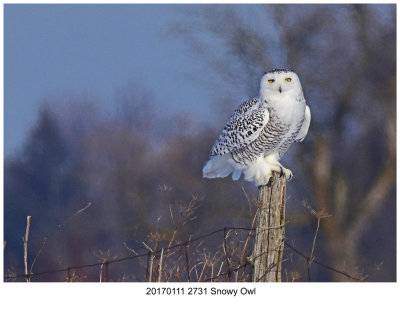 20170111 2731 Snowy Owl.jpg