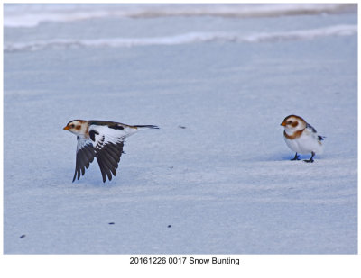 20161226 0017 Snow Bunting r1 xxx.jpg