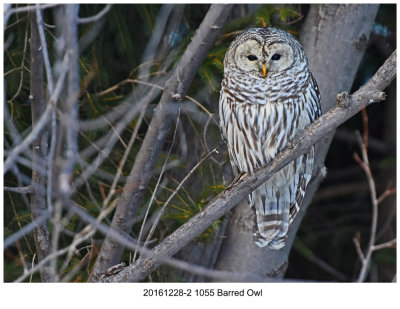 20161228-2 1055 Barred Owl.jpg