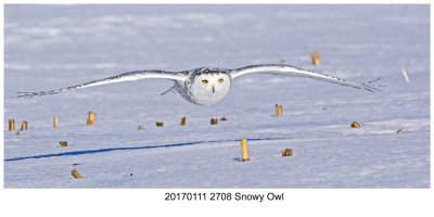 20170111 2708 Snowy Owl.jpg