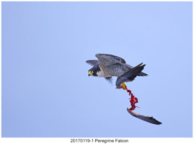 20170119-1 3063 Peregrine Falcon.jpg
