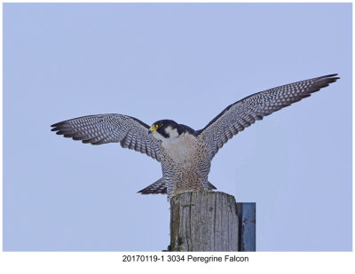 20170119-1 3034 SERIES - Peregrine Falcon.jpg