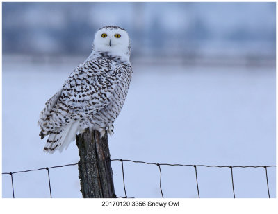 20170120 3356 Snowy Owl.jpg