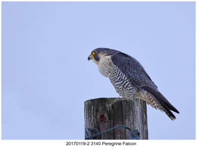 20170119-2 3140 SERIES - Peregrine Falcon.jpg