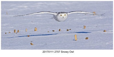 20170111 2707 SERIES - Snowy Owl.jpg