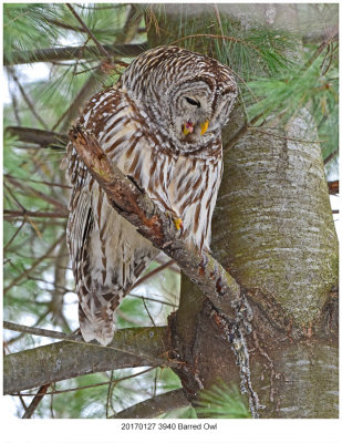 20170127 3940 Barred Owl.jpg
