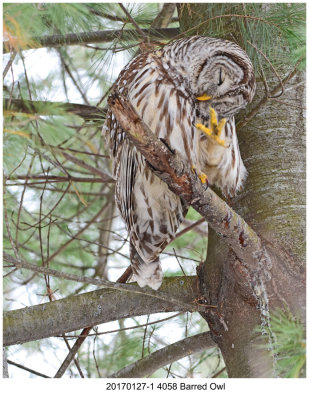 20170127-1 4058 SERIES - Barred Owl.jpg