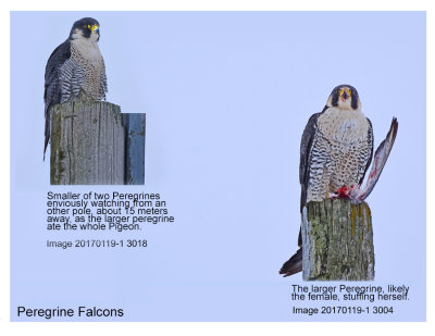 20170119-1 3004 3018 Peregrine Falcons r1.jpg