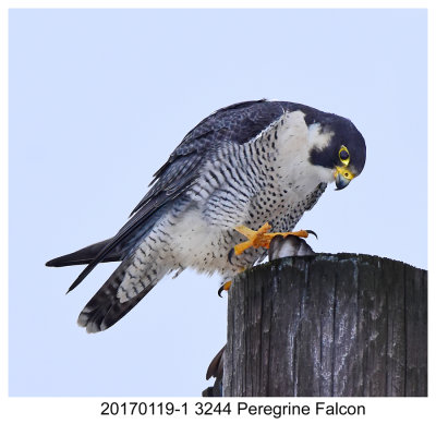 20170119-1 3244 Peregrine Falcon.jpg