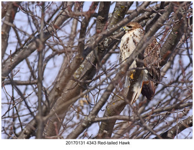 20170131 4343 Red-tailed Hawk.jpg