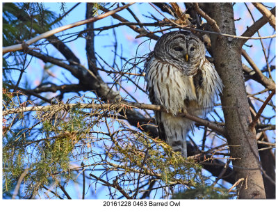 20161228 0463 Barred Owl.jpg