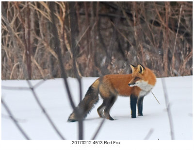 20170212 4513 Red Fox.jpg