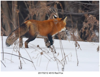 20170212 4515 Red Fox.jpg