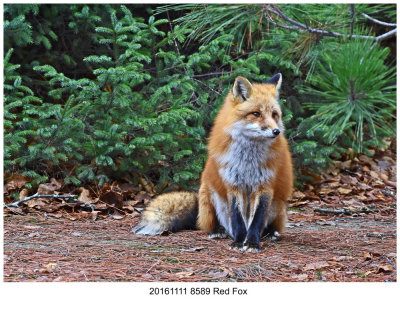 20161111 8589 Red Fox.jpg