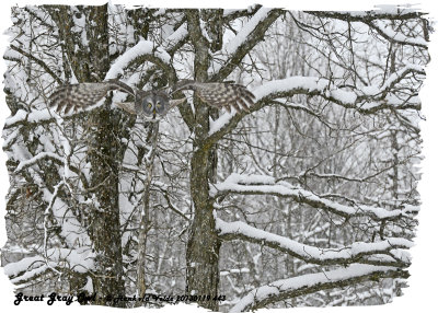 20130119 443 Great Gray Owl 1r1.jpg
