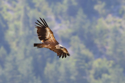 PHGU9852Bw.jpg