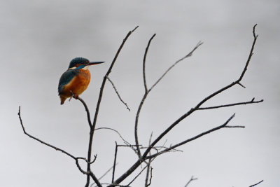 DSC_8754w.jpg