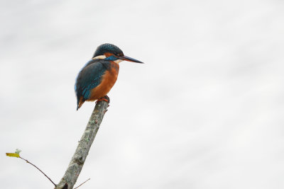 DSC_8764w.jpg