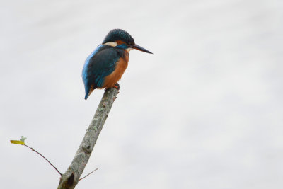 DSC_8776w.jpg
