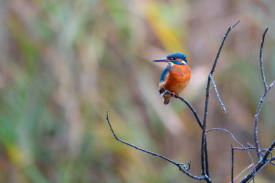 DSC_8723w.jpg