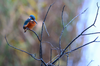 DSC_8742w.jpg