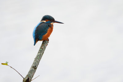 DSC_8775w.jpg