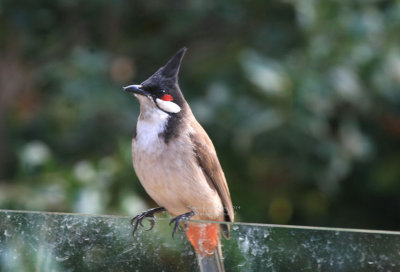 Red Whiskered Bulbul 