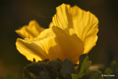 11. Yellow Poppy.jpg