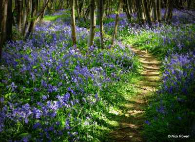 12. Bluebell Wood .jpg