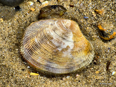 22. Shell on sand.jpg