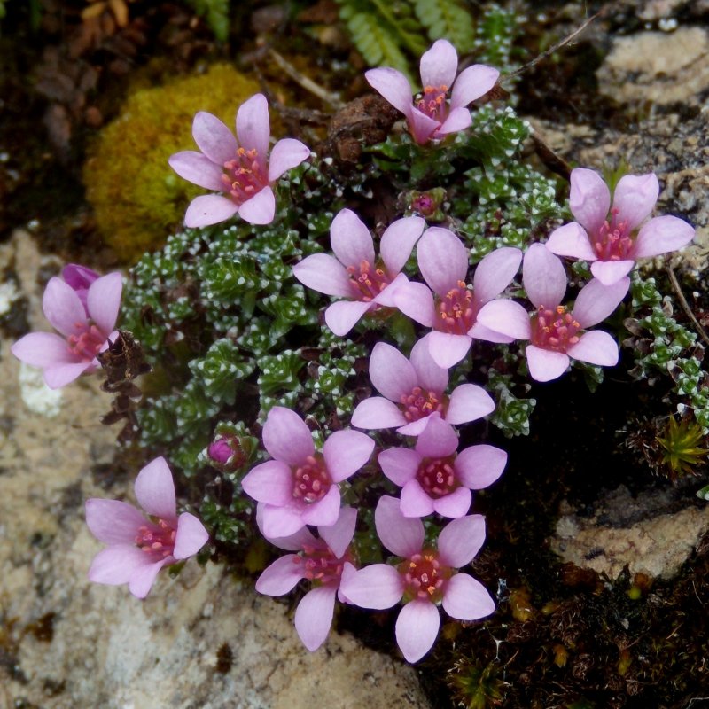 Saxifrage  feuilles opposes