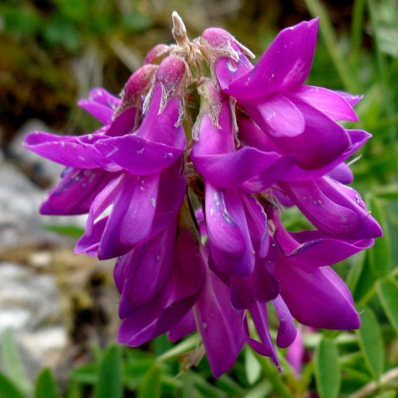 Sainfoin des Alpes